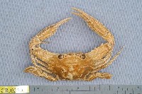 藏品(直額蟳)的圖片